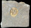 Ordovician Edrioasteroid (Spinadiscus) Fossil - Morocco #46457-1